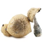 Shrooms - Texas Yellow Cap