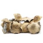 Wholesale Shrooms - Texas Yellow Cap