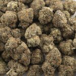 White Master AAA - Hybrid - Image 3