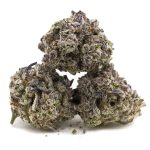Great White Shark Craft - Indica - Image 2