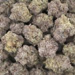 Wholesale - Great White Shark - Craft