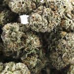 Triangle Octane AAA - Indica - Image 3