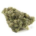 C.M. x Burmese Craft - Indica