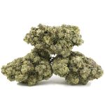 C.M. x Burmese Craft - Indica - Image 2