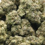 Wholesale - C.M. x Burmese - Craft