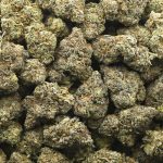 Ghost OG x Cherry Puff AAAA - Indica - Image 3