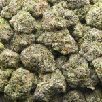 Master Skunk AAA - Hybrid - Image 3