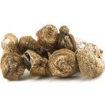 Wholesale Shrooms - Code Blue