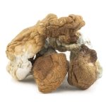 Wholesale Shrooms - Dido Eggs - Image 2