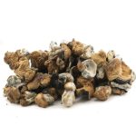 Wholesale Shrooms - Dido Eggs