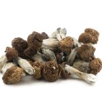 Wholesale - Shrooms - Tidal Wave