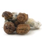 Shrooms - Vietnamese