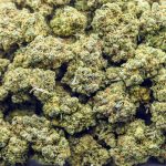 Banana Cream Cake AA - Indica - Image 3