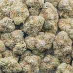 Wholesale - Cookies Gary Payton - Craft