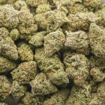 Glitter Titties Craft - Indica - Image 3