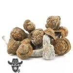 Wholesale - Shrooms - Thrasher