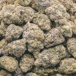 Black Domina 98 AAAA - Indica - Image 3