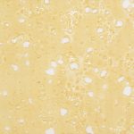 Shatter - Super Sonic - Sativa - Image 2