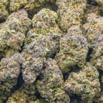 Wholesale - Gelatti Kush Mintz - Craft