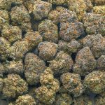 Nightmare OG AAA - Indica - Image 3