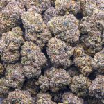 Wholesale - Razzberry Gas Tank - Craft