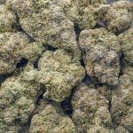 Chapos Churro AAAA - Indica - Image 3