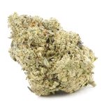 Jungle Fire AAA - Hybrid