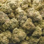 Jungle Fire AAA - Hybrid - Image 3