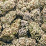 Wholesale - Peyote Purple - AAA