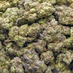 Rockstar Tuna AA - Indica - Image 3