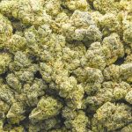 Girl Scout Cookies AA - Indica - Image 3