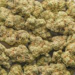 Magic Johnson AAAA - Sativa - Image 3