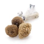 Wholesale Shrooms - Arenal Volcano - Image 2