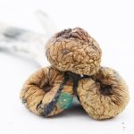 Wholesale - Shrooms - Trinity - Image 2