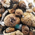 Wholesale - Shrooms - Trinity