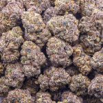 Banana Cream Pie AA - Indica - Image 3