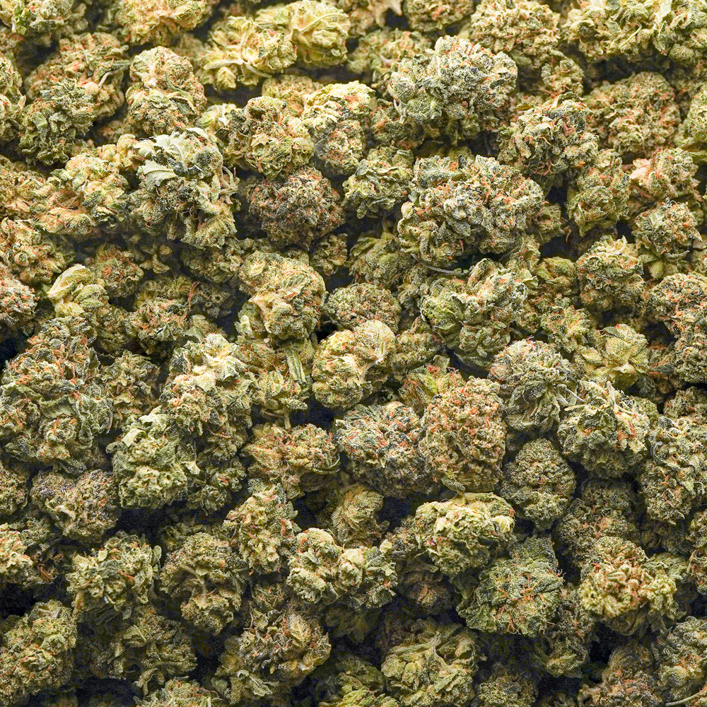 buy-weed-online-dispensary-critical-kush-aa-popcorn-wholesale.jpg