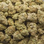 Forbidden Dream AA - Indica - Image 3