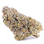 Purple Dream AA - Hybrid