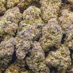Purple Dream AA - Hybrid - Image 3