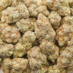 Shirley Temple AAA - Indica - Image 3