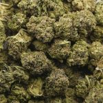 Wholesale - Green Goo - A