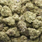 Wholesale - Gush Mintz - Craft