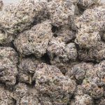 Wholesale - Purple Octane - Craft