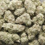 GMO Cherry AAAA - Indica - Image 3