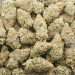 Wholesale - Hash Plant - AAA