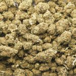 Hubba Bubba Kush A - Indica - Image 3
