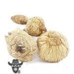 Wholesale Shrooms - Blue Mexi - Image 2