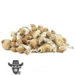 Wholesale Shrooms - Blue Mexi