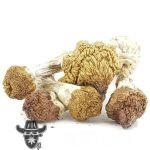 Shrooms - Dancing Tiger